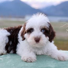 Chester - Brown and white male Aussiedoodle puppy in Hamilton, Montana from North Lake Aussies