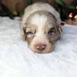 Crimson collar - Red merle male Australian Shepherd puppy in Coulee City, Washington from Mr and Mrs Doodle Farm