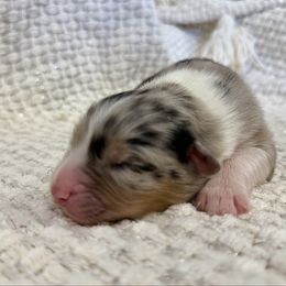 Open Pit - Blue merle male Australian Shepherd puppy in Ashland, Ohio from SS Australian Shepherds