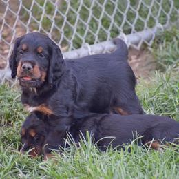 Boy 5 - Black and tan male Gordon Setter puppy in Gordonville, Pennsylvania from Blue Ribbon Setters