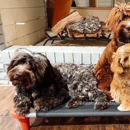Australian Labradoodle All Grown Up from Lilah Australian Labradoodles
