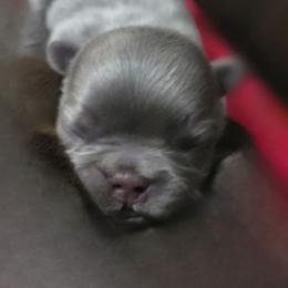Chrome - Liver male French Bulldog puppy in Maplewood, New Jersey from Poos&Bulls Keepsake
