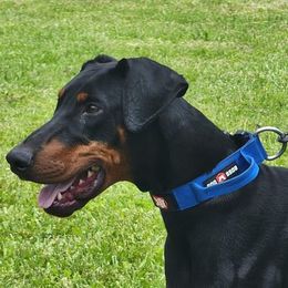 Doberman Pinscher All Grown Up from SolStorm Dobermanns