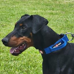 Doberman Pinscher All Grown Up from SolStorm Dobermanns