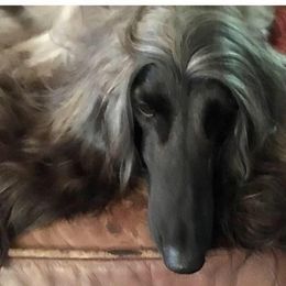 Kitty - Afghan Hound