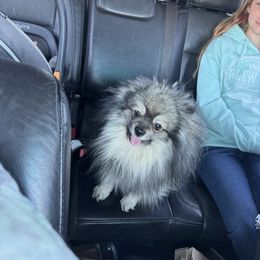 Pomeranian puppies from Colorful Pomeranians