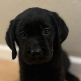 Neville - Black Labrador Retriever puppy in Eugene, Oregon from LakeHouse Labrador Retriever LLC