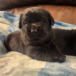 Brownie - Black female Labrador Retriever puppy in Braselton, Georgia from Bel Amour