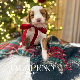 Jalapeño - Red  male Goldendoodle puppy in Schulenbrug, Texas from Wright Doodles & Poodles