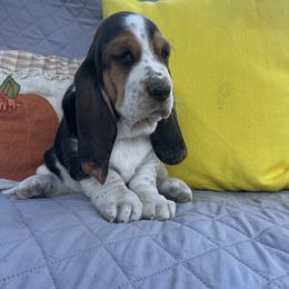 Dottie - Black brown and white female Basset Hound puppy in Flemington, Missouri from Porch Sittin' Hounds