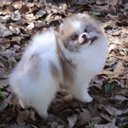 MARBLES - Pomeranian
