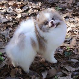 MARBLES - Pomeranian