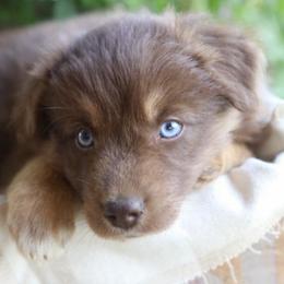 Tula - Red tri-color female Australian Shepherd puppy in Hillsboro, Ohio from Sugar Grove Farms