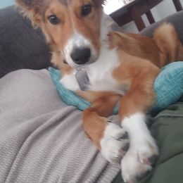 Border Collie Puppies from Burke BC’s