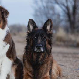 Australian Shepherds and German Shepherds from Coal Creek Australian Shepherd's