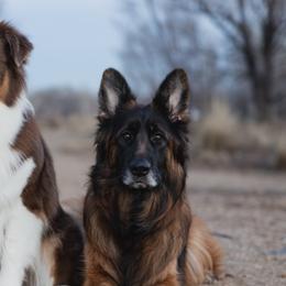 Australian Shepherds and German Shepherds from Coal Creek Australian Shepherd's