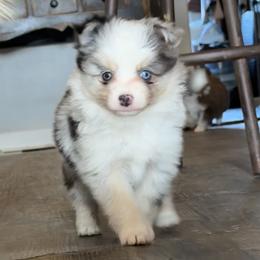 Praline - Merle female Pomsky puppy in Sturgis, Kentucky from Furever Pomskies