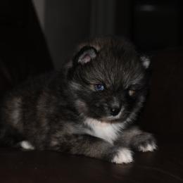 Zeke - Wolf sable male Pomsky puppy in Coos Bay, Oregon from Ocean View Pomskies