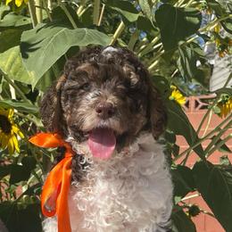 Nash - Parti male Labradoodle puppy in St George, Utah from Terra's Swann's Kennels
