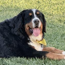 Lola - Bernese Mountain Dog
