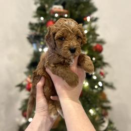 Tinsel - Red  male Goldendoodle puppy in Indianapolis, Indiana from Indy Doodle Co.