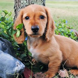 Dachshunds from Beaver's Pups