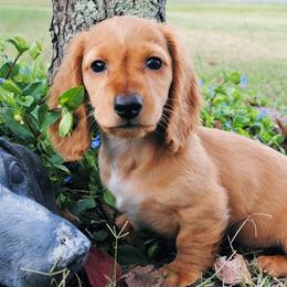 Dachshunds from Beaver's Pups