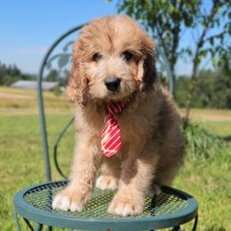 Elmer - Merle-sable male Saint Berdoodle puppy in Battle Ground, Washington from Mad Hatter Farms Saint Berdoodles