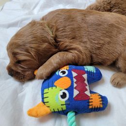 Goldendoodle Puppies from Dream Doodles