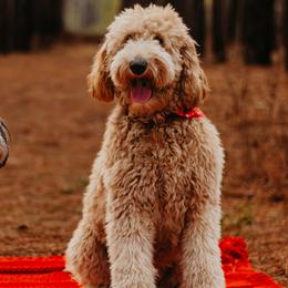 Labradoodle All Grown Up from Faulkner Doodles