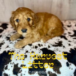 Cornbread - Apricot male Goldendoodle puppy in Houston, Texas from Golden Life Doodles