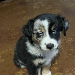 Wynn - Blue merle female Miniature Australian Shepherd puppy in Godley, Texas from Nana and Paws Aussies