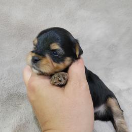 Rufus - Black and gold male Yorkshire Terrier puppy in Middleton, Idaho from Rocky Mountain Yorkies