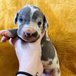 Dolly - Harlequin female Great Dane puppy in Jerusalem, Arkansas from Mara Danes