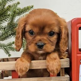 Rave - Ruby male Cavalier King Charles Spaniel puppy in Blackfoot, Idaho from Rocky Desert Goldens and Cavaliers