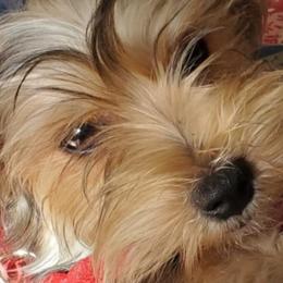 Yorkipoos and Yorkshire Terriers from Texas Yorkies and Yorkiepoos