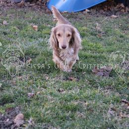 Delilah - Dachshund