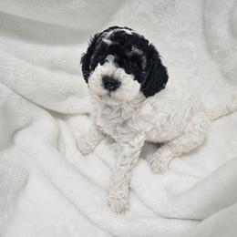 Chamomile - Parti female Poodle puppy in Puyallup, Washington from Pure Parti Poodles
