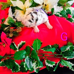 Clover - Harlequin female Great Dane puppy in Gainesville, Georgia from DeBruce Danes