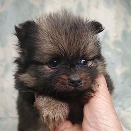 Boy 3 - Orange sable male Pomeranian puppy in Tulsa County, Oklahoma from CP Kennels