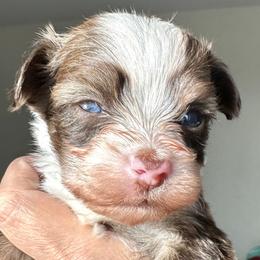 Gabriel - Chocolate male Havanese puppy in Arizona from HavaDoggie
