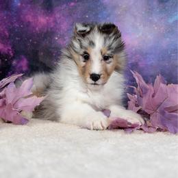 Ivy - Blue merle white and tan female Shetland Sheepdog puppy in Elk, Washington from Asgard Shetland Sheepdogs