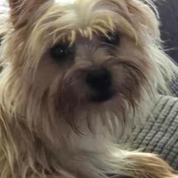 Mandy - Yorkshire Terrier