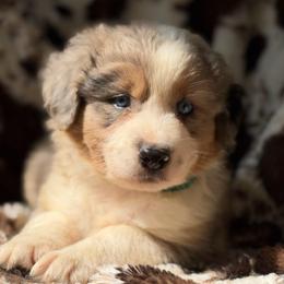 Hot Toddy - Blue merle male Australian Shepherd puppy in Wayne, West Virginia from Creek Side Aussies & Doodles