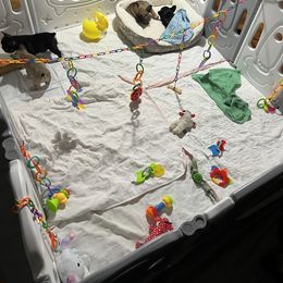 French Bulldog Puppies from Stratton Kennel