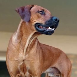 Miko - Rhodesian Ridgeback