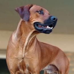 Miko - Rhodesian Ridgeback