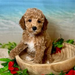 Pocket (purse puppy) - Red  female Goldendoodle puppy in Haltom City, Texas from Ohana Doodles