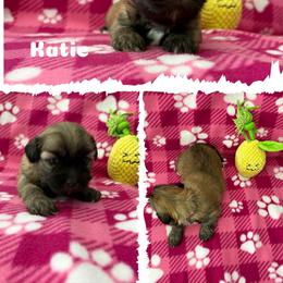 Katie - Red gold female Lhasa Apso puppy in Cincinnati, Ohio from Shangri-La Lhasa Apsos