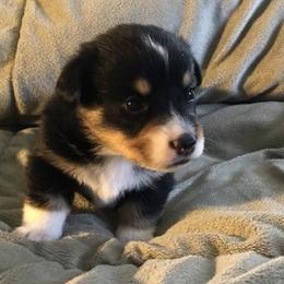 Hickory Springs Finley - Black and tan Pembroke Welsh Corgi puppy in Lima, New York from Hickory Springs Corgis